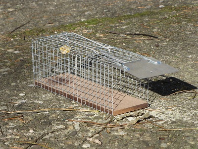 Cage allongée grillagée, piège à rats.