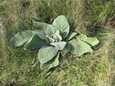 Grande rosette de feuilles de molène bouillon-blanc.