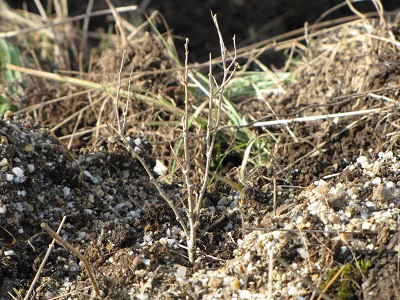 Jeune goji planté.
