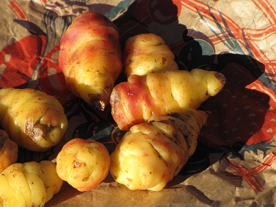 Tubercules d'ocas du Pérou.