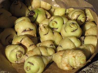Tubercules de capucine tubéreuses.