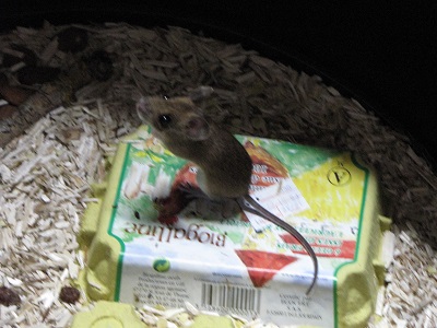 Souris debout sur une boîte d'œufs.