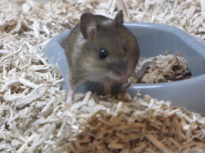 Souris sur de la paille.