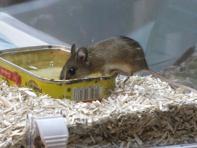 Souris en train de boire.
