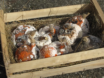 Potimarrons moisis dans une cagette.