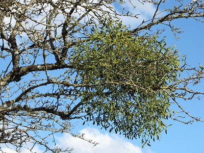 Boule de gui dans des branches.