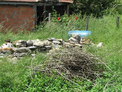 Tas de branchages envahi par le liseron.