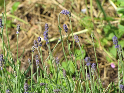 Lavande en début de floraison.