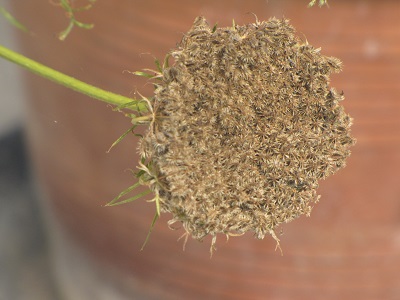 Fleur de carotte en graines.