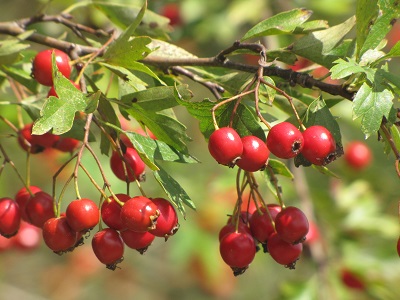 Fruits d'aubépine.