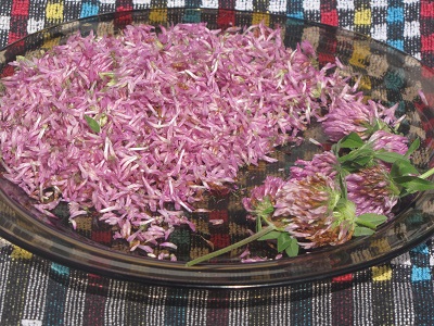 Fleurs de trèfle épluchées.