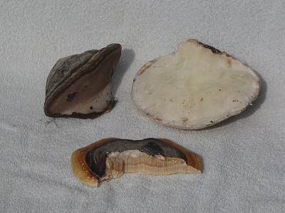 Champignons amadouviers.