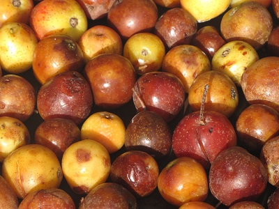 Cormes.