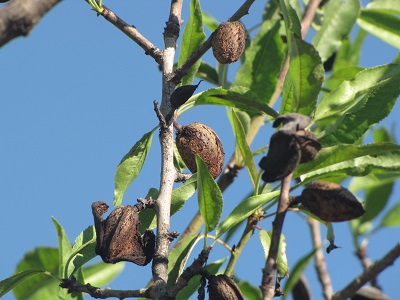 Amandes amères sauvages.