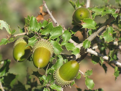 Glands de chêne kermès.