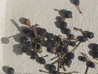 Fruits de lierre.