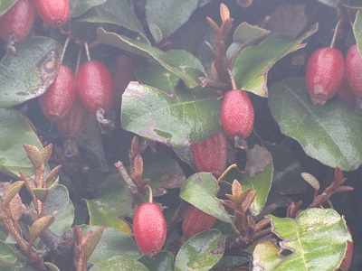 Fruits d'éléagnus.