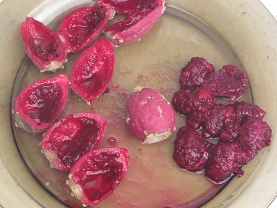 Figues de Barbaries ouvertes et graines.