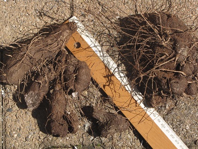 Rhizomes de tamier.
