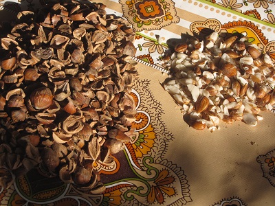 Noisettes de Byzance décortiquées.
