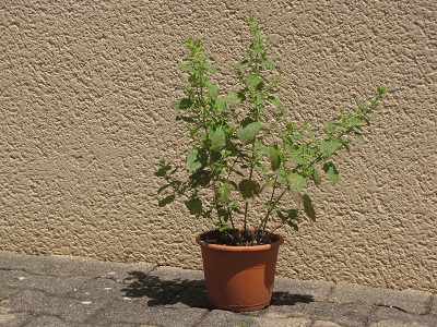 Pot de mélisse.