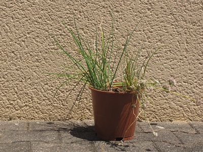 Pot de ciboulette.