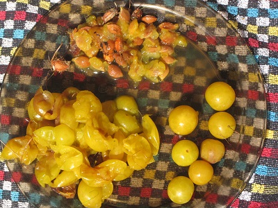 Petites prunes jaunes sauvages en cours de dénoyautage.