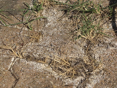 Herbes poussant à travers les briques rouges d'une terrasse.