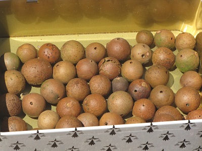 Galles de chêne.
