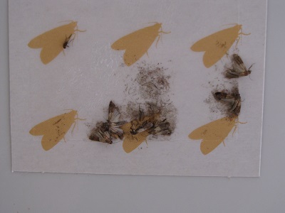 Mites prises sur un piège collant.