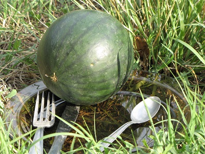 Petite pastèque verte.