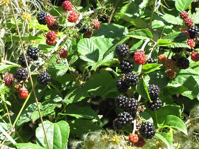 Mûres.