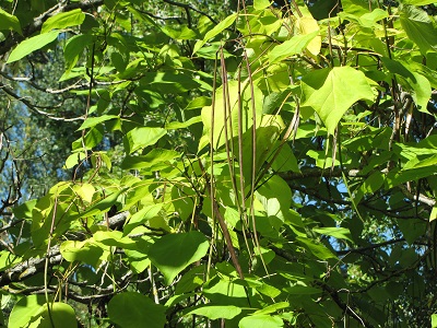 Catalpa et gousses.