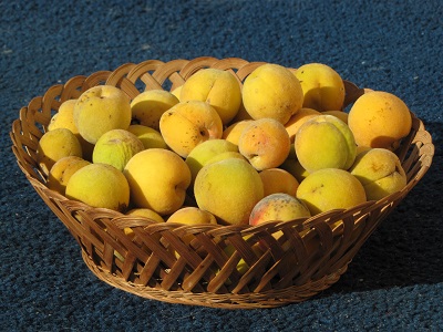 Pêches sauvages.