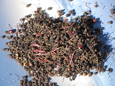 Fruits secs de sureau noir.