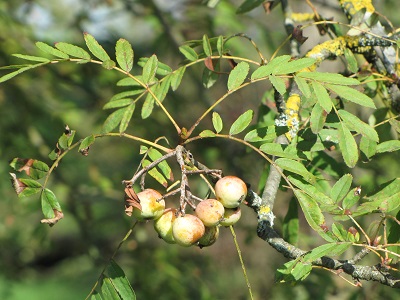 Cormes sur l'arbre.