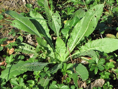 Rosette d'onagre.