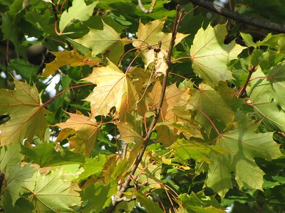 Feuilles d'érable.