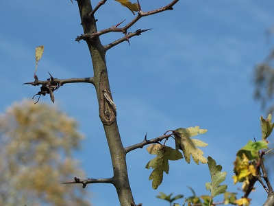 Aubépine, tige avec piquants.