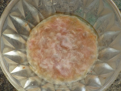 Pellicule blanche sur pépins de tomate.