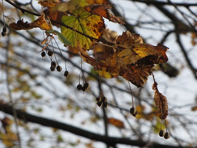 Fruits de tilleul.