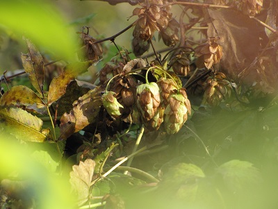 Cônes de houblon sauvage.