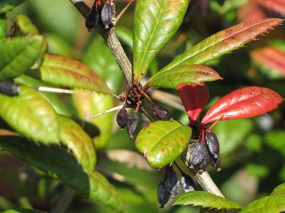 Berbéris et fruits.