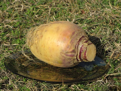 Rutabaga.