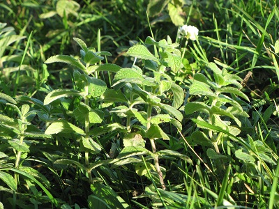 Menthe.