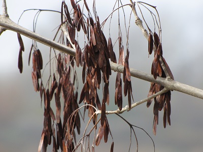 Graines d'un arbre inconnu au bord de l'eau.