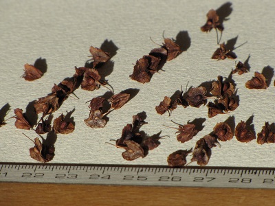 Graines de rumex.