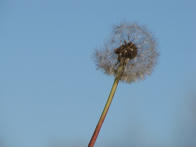 Pissenlit en aigrettes.