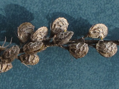 Fruits, gousses de sainfoin.