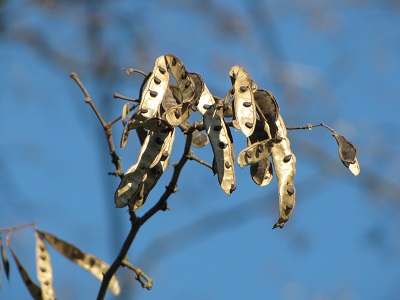 Gousses et graines d'acacia.